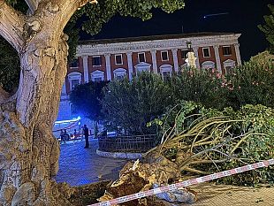 trapani-si-spezza-unaltra-eritrina-in-piazza-vittorio-veneto