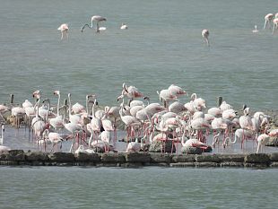 storica-nidificazione-del-fenicottero-rosa-nelle-saline-trapanesi
