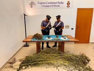 marsala-arrestato-59enne-per-produzione-e-spaccio-di-marijuana