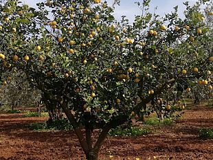 ministro-francesco-lollobrigida-che-ne-sai-di-un-agrumeto