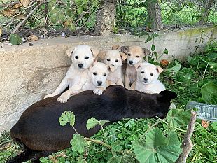 trapani-e-allarme-abbandono-di-cuccioli-nel-territorio