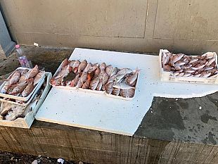 mazara-sequestrati-circa-12-kg-di-prodotti-ittici-non-tracciati