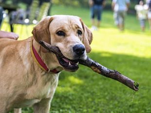 petrosino-lamministrazione-informa-i-cittadini-sul-ravvedimento-operoso-per-i-cani-senza-microchip