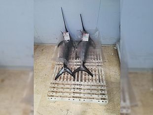 petrosino-motopesca-mazarese-sorpreso-a-sbarcare-pesce-spada-irregolarmente-sanzione-di-8-000-euro