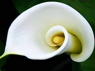 ultime-della-sera-antropologia-organizzativa