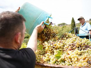 salemi-domani-la-vendemmia-della-legalita-nel-vigneto-confiscato-alla-mafia