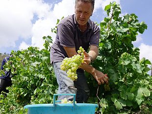 salemi-domenica-la-vendemmia-della-legalita