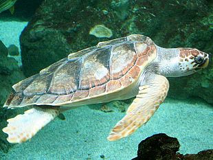 amo-il-mio-mare-e-tu-un-evento-contro-l-abbandono-dei-rifiuti-in-spiaggia