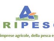 agripesca-sicilia-scilla-bene-autorizzazione-regionale-sulla-pesca-al-cicirello-e-rossetto