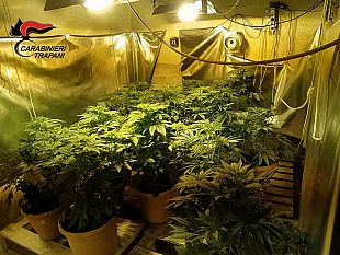 valderice-un-arresto-per-coltivazione-di-marijuana-e-spaccio-di-droga