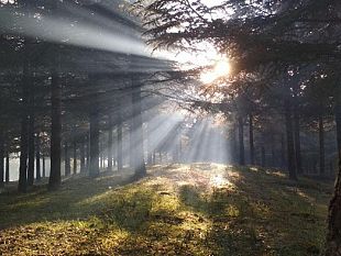 i-forestali-incontreranno-il-governo-il-4-aprile-sul-tavolo-la-riforma-del-settore