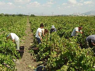 bando-da-13-milioni-per-investimenti-nel-settore-vitivinicolo