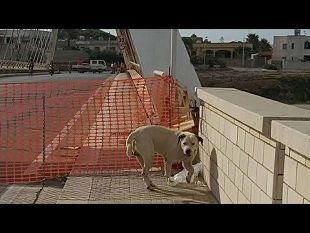 chiusura-ponte-sul-fiume-arena-disagi-anche-per-il-mondo-animale