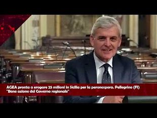 primanews-tg-del-19-dicembre-2024