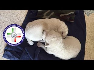 ennesimo-abbandono-di-cuccioli-la-storia-si-ripete-da-alcamo-a-castellammare-del-golfo