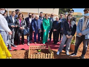 lalbero-di-giovanni-falcone-mette-le-radici-alliis-ferrara-di-mazara