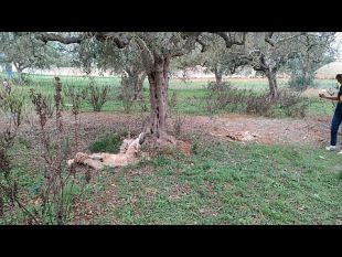 tortura-e-uccisione-dei-due-cani-blanco-e-achille-nuovo-esposto-dellaidaa