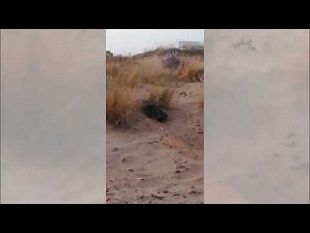 triscina-una-tartaruga-caretta-caretta-depone-le-sue-uova-sul-litorale