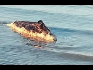 video_-mazara-carcassa-di-cetaceo-sulla-spiaggia-di-san-vito