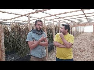 mazara/una-produzione-etica-e-di-eccellenza-il-sesamo