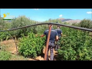 video-dalla-canapa-legale-al-maxi-sequestro-a-palermo-e-partinico-400-chili-di-fiori-marijuana