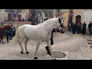 benedizione-degli-animali-a-calatafimi