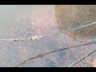 mazara-scarti-di-pesce-gettati-nel-porto-canale