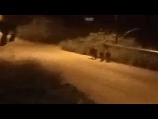 mazara-cinghiali-nel-quartiere-boccarena-i-residenti-chiedono-un-intervento