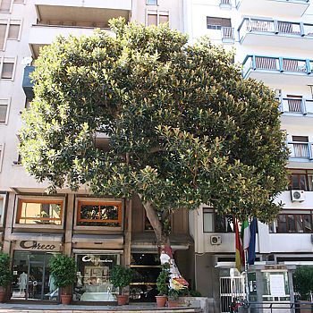 /images/4/9/49-albero-falcone-89.jpg