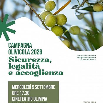 /images/5/0/50-olive-cbello.jpg