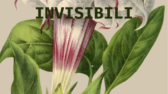 alcamo-sinaugura-la-mostra-fioriture-invisibili