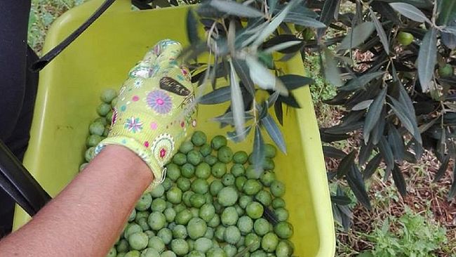 Gli agricoltori si consorziano per tutelare la produzione olivicola