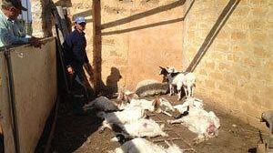 Cani randagi fanno una strage di capretti in un ovile mazarese