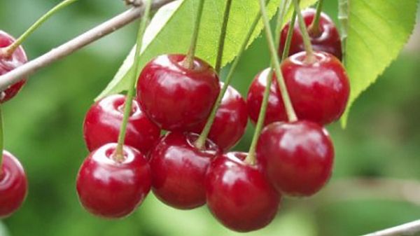 E-State in forma / Le ciliegie: un frutto dal colore inconfondibile.