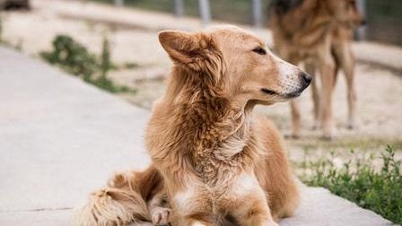 Marsala, ricovero cani randagi: servizio prorogato di 2 mesi