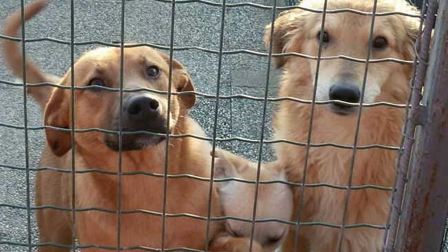 Canile di Marsala saturo. L’Oipa: “Non possiamo più prendere cuccioli in stallo. Costretti ad avviare le adozioni al nord”