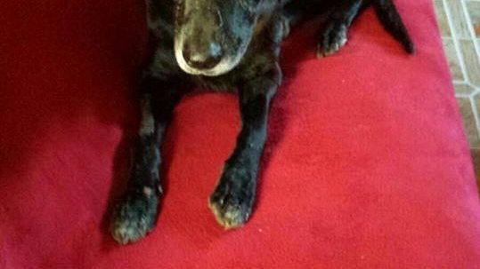 Il cane Leo affidato definitivamente. La prossima settimana partirà per il Nord con la nuova padrona