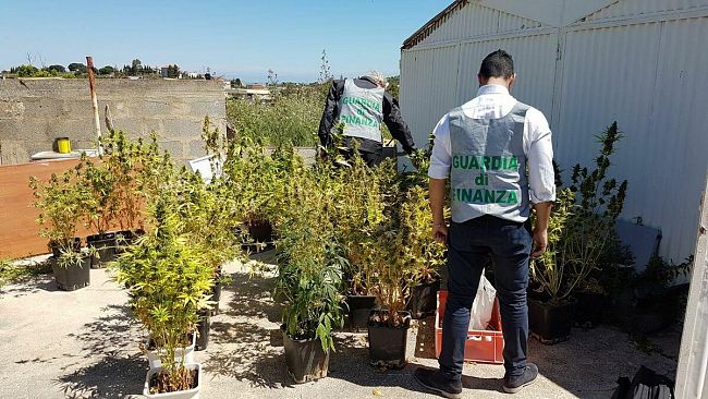 Alcamo: Tre Persone Arrestate Dalla Guardia Di Finanza Per Quattro Coltivazioni Di Canapa Indiana.