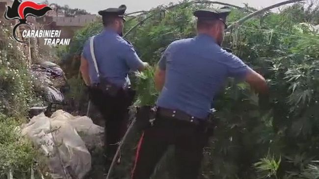 Petrosino, rinvenuta serra con quasi 3000 piante di canapa indiana