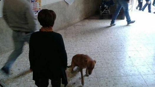 “C’è una città nella quale anche i cani sono considerati cittadini…e perfino studenti”