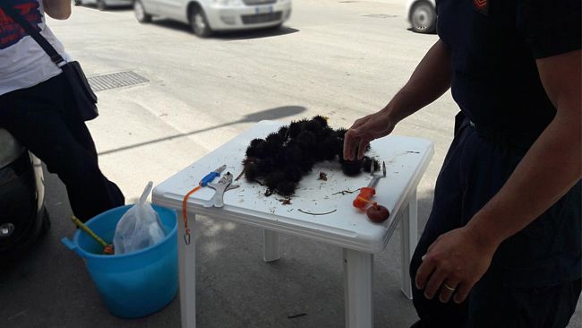Trapani: Sequestro ricci di mare illecitamente commercializzati su strada