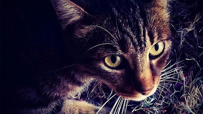 Mazara, contest “La foto della settimana”: ecco lo scatto vincente