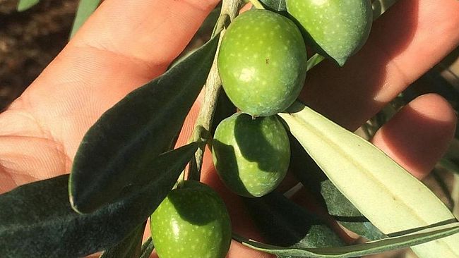 Per la rubrica Castelvetranesi Elena Manzini ci racconta Nicola D’Aguanno