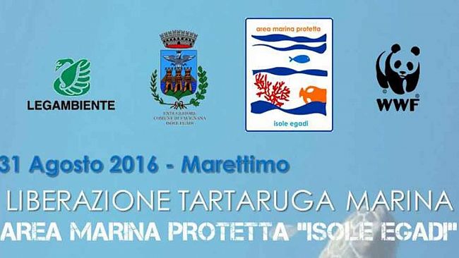 Domani a Marettimo la liberazione della tartaruga ‘Achille’