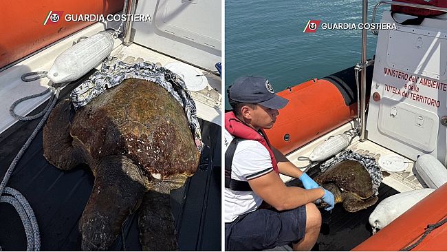 Riserva dello Zingaro, tartaruga caretta caretta salvata dalla Guardia Costiera
