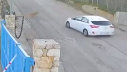 Alcamo, automobilista investe la cagnolina Nina e fugge lasciandola agonizzante sull'asfalto
