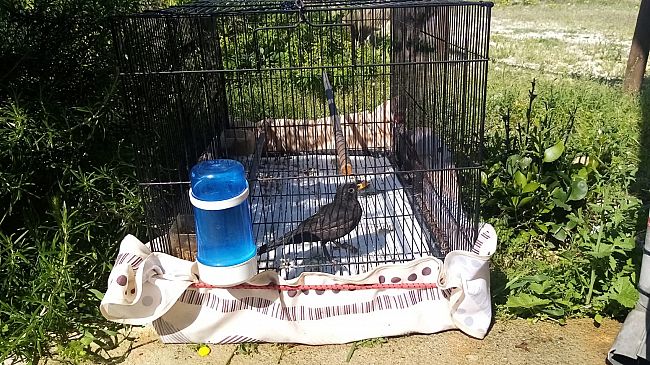 erice-merlo-investito-torna-a-volare-dopo-2-mesi-di-cure