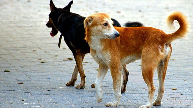 S.Margherita, cane legato e bruciato vivo