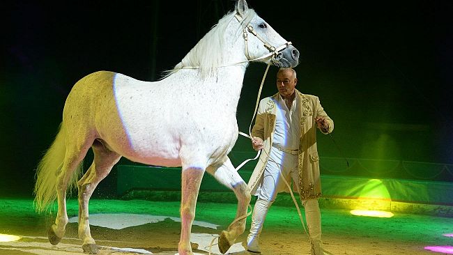 Castelvetrano, tutti al Circo Lidia Togni dall’8 al 12 marzo
