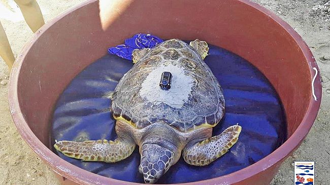 Liberata Rita, esemplare di Caretta caretta curato presso il Centro Primo Soccorso per Tartarughe Marine dell’Area Marina Protetta Isole Egadi